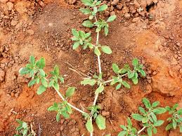 Image result for Zaleya