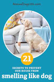 21 Secrets To Keeping My House From Smelling Like Dog In 2021 Dogs And Kids Dog Care Dog Smells
