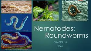 Image result for Nematopoa