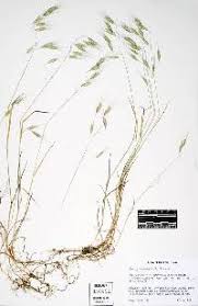 Image result for Pseudobromus