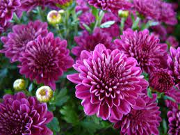 Purple Chrysanthemums Amazing Flowers Chrysanthemum Flowers