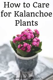 How To Care For Kalanchoe Plants Blooming Anomaly Kalanchoe Flowers Plants Popular House Plants