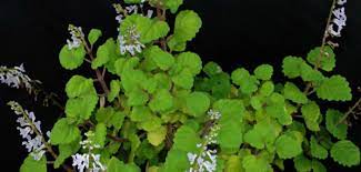 More complex arrangements sending specific messages might have originated from the court of constantinople in ottoman empire … Plectranthus Verticillatus Swedish Ivy World Of Succulents