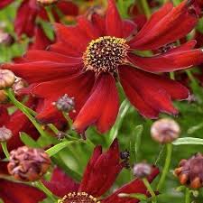 50 Coreopsis Mahogany Midget Flower Seeds Under The Sun Seeds Flower Seeds Annual Flowers Brown Flowers