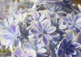 紫陽花2020 日本全新花種萬華鏡夢幻霧藍漸層花瓣美哭 girlstyle 女生日常 plants