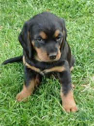 Finden sie verantwortungsvolle zuchtentiroler bracke welpen& hunde near you. Welpenbestellungen Tiroler Bracke