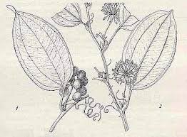Image result for Smilax anceps
