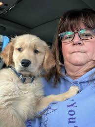 Boxer puppies need forever homes in Kansas City