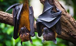 Bat Influenza (Flu) | Seasonal Influenza (Flu) | CDC