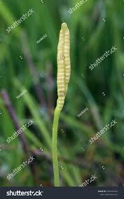 Image result for Ophioglossum thomasii