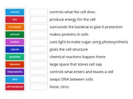 A chloroplast is an organelle that uses light energy to make sugar from carbon dioxide and package proteins so they can be stored by the cell. Cell Functions Teaching Resources