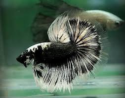 15 Gallon Black And White Theme Tank Betta Fish Tank Betta Fish Betta Fish Types
