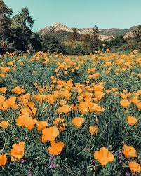 We located in downtown santa barbara, established in 1976 as a local staple in floral design and events. Poppy Field Santa Barbara Botanical Garden California Mimoanderson Landscape Nature Aesthetic Nature