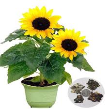 4 cara untuk menanam stroberi wikihow. 35 Gambar Bunga Matahari Dalam Pot Terkini Eye Candy Photograph