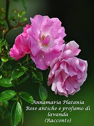Rose Antiche E Profumo Di Lavanda Italian Edition Kindle Edition By Platania Annamaria Literature Fiction Kindle Ebooks Amazon Com
