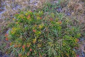 Image result for Protea enervis