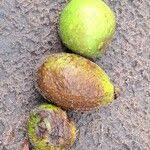 Image result for Ficus laurifolia