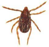 Image result for Rhipidoglossum burttii