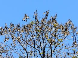 Image result for Centrolobium robustum