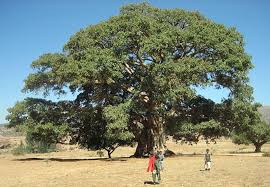 Image result for Ficus sur