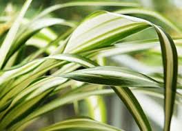 Werden In 2020 Pflanzen Blumenerde Grunpflanzen