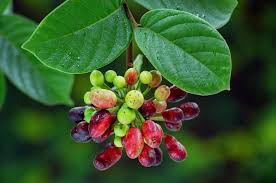 Image result for Uvaria afra