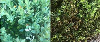 Verkande ämnen är alkaloider, eterolja och vitamin c. Bekampning Av Bladsvamp Buxbomssot Pa Buxbom Wexthuset