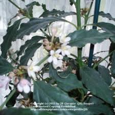 Image result for Mitriostigma axillare