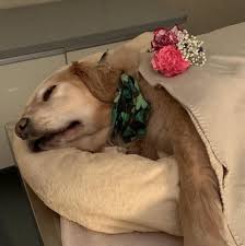 Самые новые твиты от family pet centre (@familypetcentre): Golocalprov Multiple Pet Owners Criticize Rhode Island Veterinarian Sparked By Dog S Death