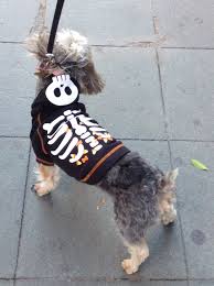 Veteriner Klinigi Bodrum Merkezde En Tatli Halloween Giyisisi Veterinerler Halloween