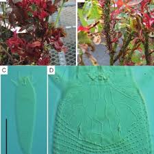 The special infection from a rose thorn is caused by a fungus, sporotrichosis. A Symptoms Of Rose Rosette Disease Witches Broom And B Excessive Download Scientific Diagram