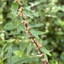 Image result for Pouzolzia