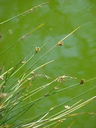 Image result for Cyperus maculatus