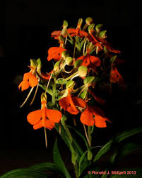 Image result for Habenaria