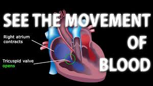The Pathway Of Blood Flow Through The Heart Animated Tutorial
