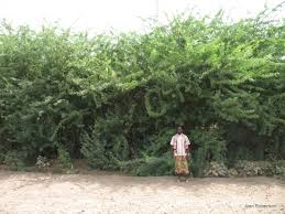 Image result for Prosopis juliflora