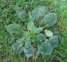 Plantain weeds can grow back from just a segment of the root. Greater Plantain Identify And Control This Lawn Weed