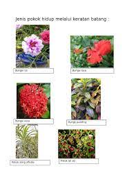 Jenis keratan o bahagian keras hendaklan dibuang semua daun o bahagian. Jenis Pokok Hidup Melalui Keratan Batang