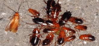Best pest control service in bangalore treatment with internationally certified pest control chemicals not only disgusting, but cockroaches can also become a breeding ground for diseases if not. Pest Control Services Management Treatment Pest Quit
