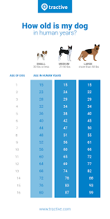 45 Credible Dog Years Conversion