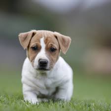 Browse 10,859 jack russell terrier stock photos and images available, or search for jack russell terrier on white or jack russell terrier puppy to find more great stock photos and pictures. Ansu Jack Russells Home Facebook