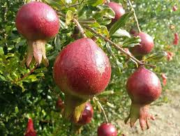 Image result for Punica granatum