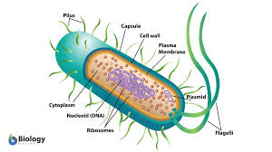 Maybe you would like to learn more about one of these? Eubacteria Definition And Examples Biology Online Dictionary