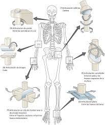 Pin On Anatomia
