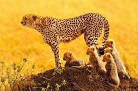 30 Most Inspiring Nature Photography Wallpapers Hd Wallpapers Picture Background Photos Image Free Hq Wal Animals Animal Photography Animals Beautiful