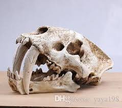 Melhor Sabre Saber Dente Gato Tigre Cranio Sabertooth Smilodon Fatalis Modelo Branco A 282 23 Dhgate Com