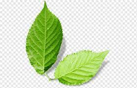 Browse relevant sites & find attention deficit hyperactivity disorder. Leaf Silkworm White Mulberry Plant Bladnerv Leaves Steel Material Mulberry Png Pngwing