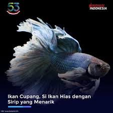 Itulah kenapa manajemen pemasaran sangat penting untuk menentukan aneka strategi agar produk diterima dan menarik perhatian calon konsumen. Lipi On Twitter Di Masa Pandemi Tren Memelihara Ikan Cupang Hias Kembali Muncul Ikan Yang Dahulu Dikenal Sebagai Ikan Aduan Tersebut Kini Kembali Menjadi Idola Ikan Ini Memiliki Warna Yang Bervariasi Dan