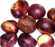 Image result for Buchholzia