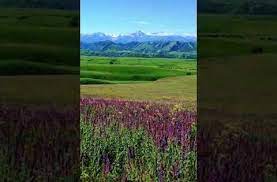 大美新疆 库尔德宁草原也生紫苏花海 youtube in 2021 places to visit natural landmarks nature